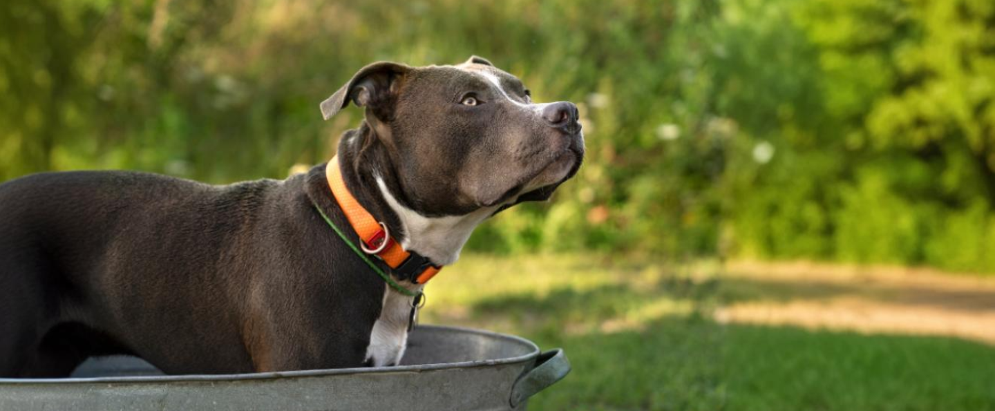 Amstaff (american staffordshire terrier)