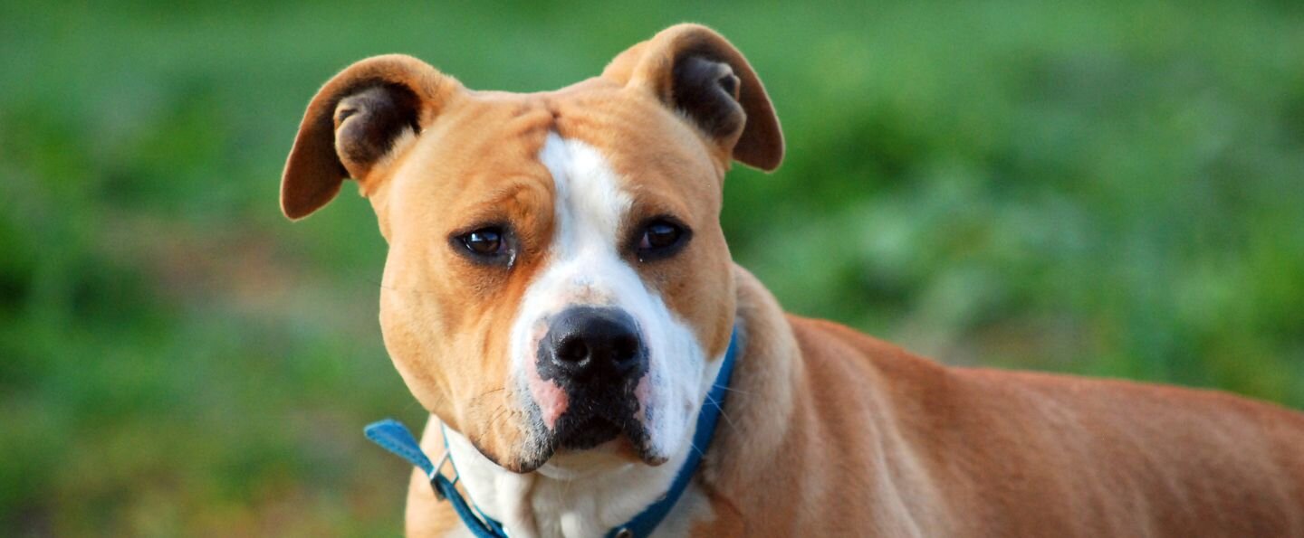 Amstaff (american staffordshire terrier)