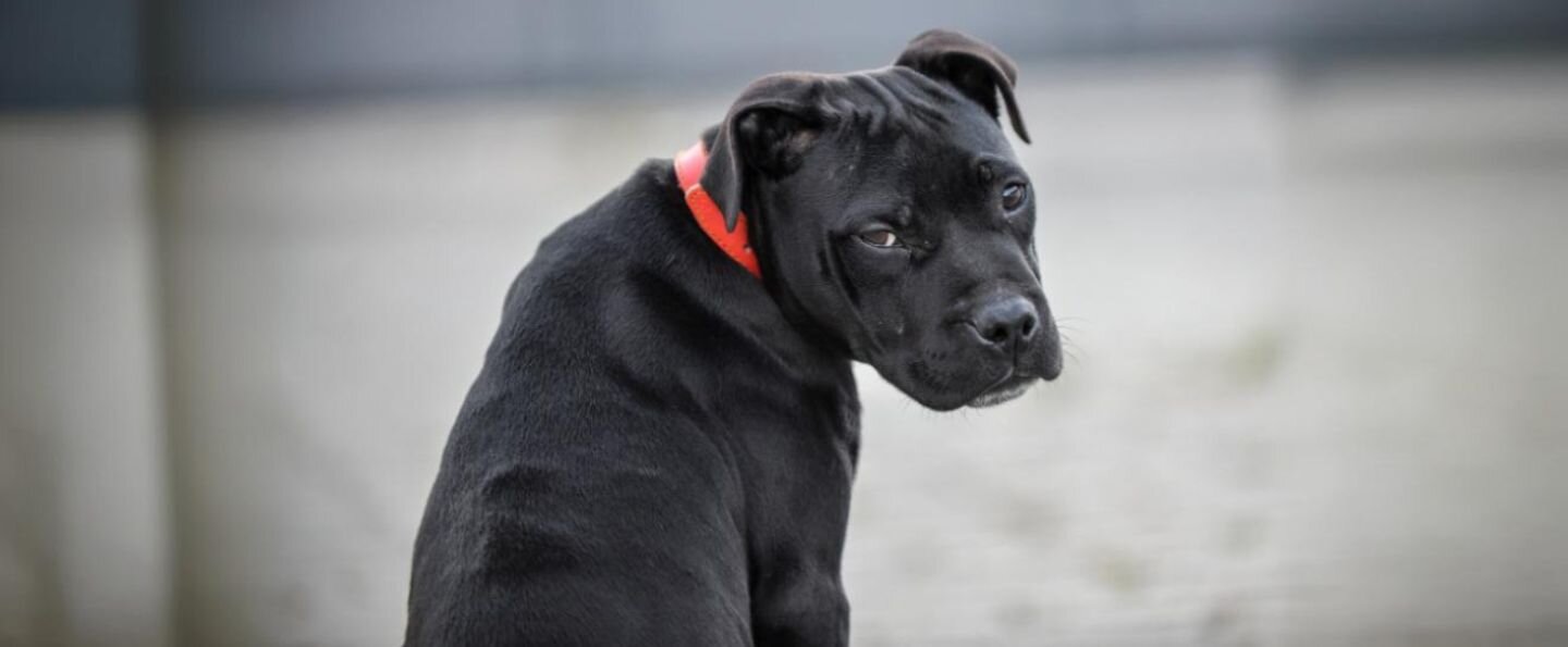 Amstaff (american staffordshire terrier)