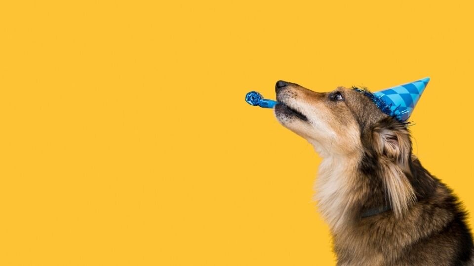 Zdjęcie przedstawia brązowego psa w  papierowej czapeczce i z urodzinowym gwizdkiem, obchodzącego Dzień Psa