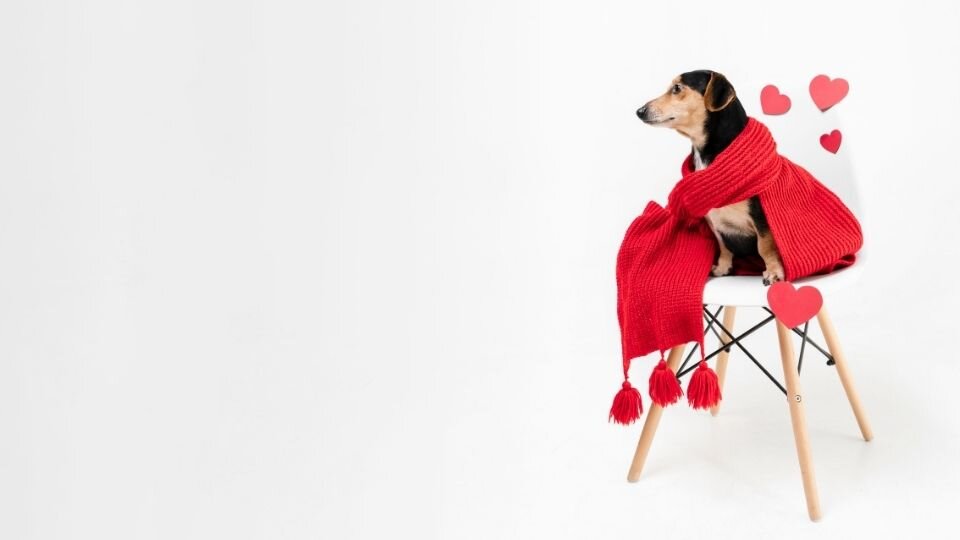 Zdjęcie przedstawia małego psa w czerwonym szaliku, który siedzi na białym krześle z serduszkami i świętuje Dzień Psa