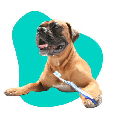 Szczoteczka do zębów dla psa: jak zadbać o higienę jamy ustnej pupila?