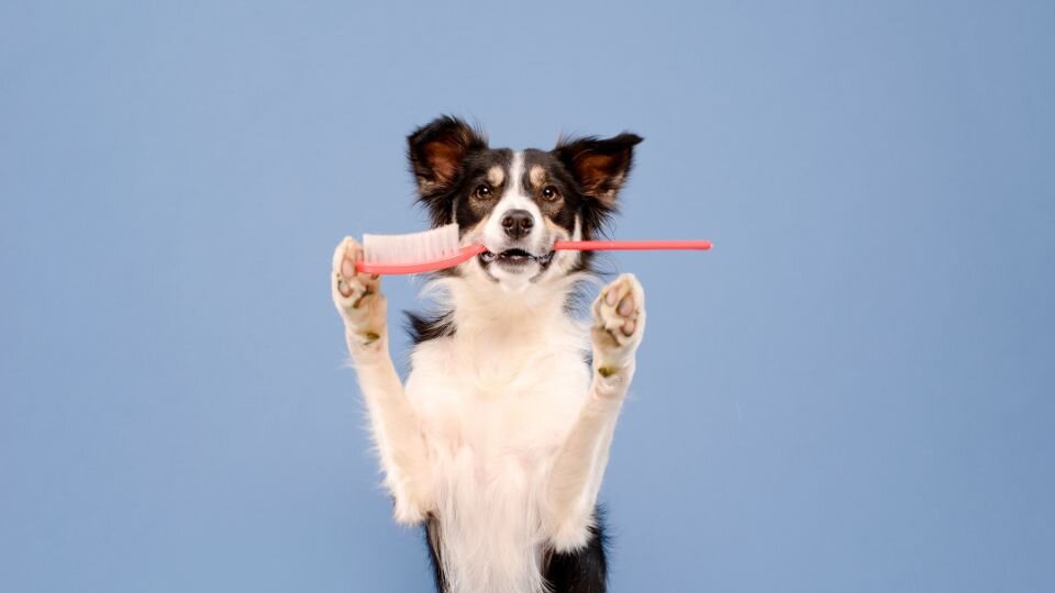 Zdjęcie przedstawia psa rasy border collie trzymającego w zębach wielką szczoteczkę do zębów