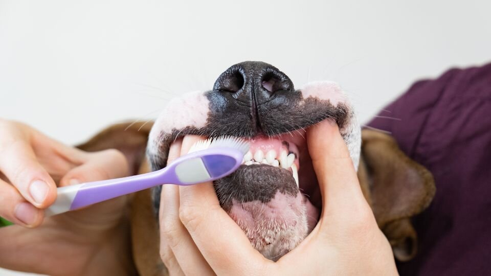 Zdjęcie przedstawia pysk psa i ludzkie dłonie obnażające i szczotkujące jego zęby z pomocą szczoteczki do zębów dla psa