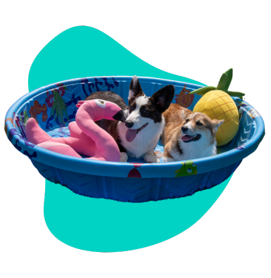 Basen dla psa: ochłoda w upały i inne funkcje