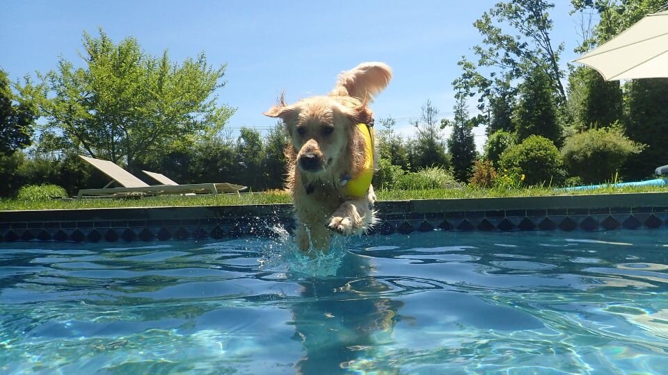 Zdjęcie przedstawia psa rasy golden retriever, wskakującego do basenu dla psa w ogrodzie