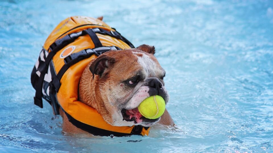 Zdjęcie przedstawia psa rasy buldog angielski w kamizelce i rehabilitacyjnym basenie dla psa, z piłką w pysku