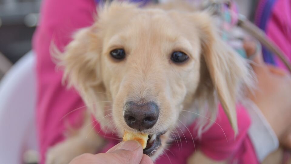 Zdjęcie przedstawia jasnego, długowłosego psa nagradzanego przekąską