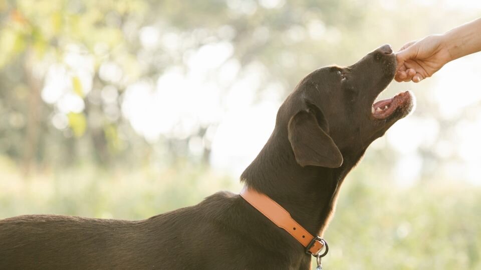 Zdjęcie przedstawia dużego, czarnego psa otrzymującego treserkę za dobre zachowanie