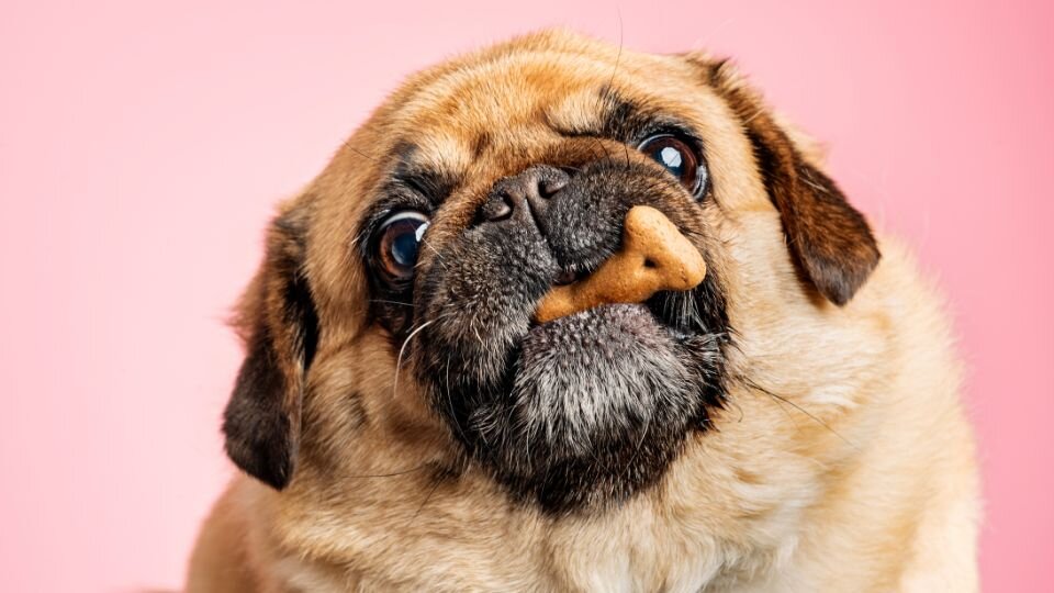 Zdjęcie przedstawia psa rasy mops z przysmakiem w kształcie kości w pysku