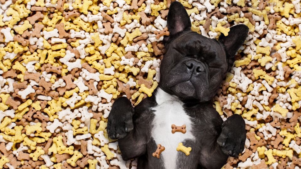 Zdjęcie przedstawia psa rasy buldog francuski leżącego na stercie smaczków dla psa