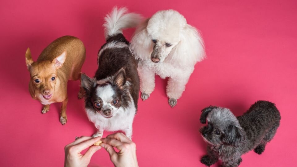 Zdjęcie przedstawia cztery małe psy różnych ras czekające na smaczek dla psa