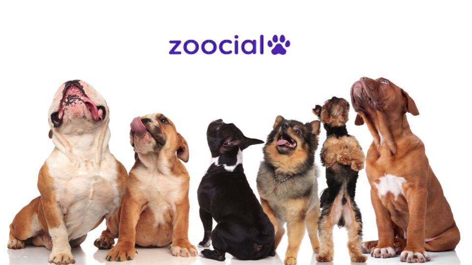 Zdjęcie przedstawia sześć psów różnych ras patrzących w górę na nowe logo Zoocial