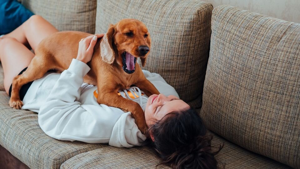 Zdjęcie przedstawia kobietę leżącą na kanapie i bawiącą się z psem w ramach przygotowania go na opiekę petsittera