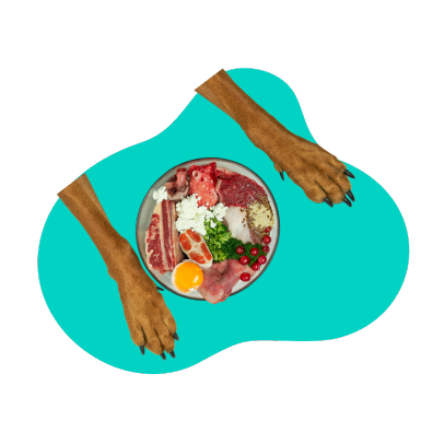 Co mogą jeść psy?