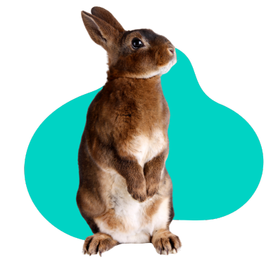 Dzień królika: opieka, pielęgnacja, wszystko co musisz wiedzieć