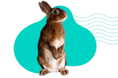 Dzień królika: opieka, pielęgnacja, wszystko co musisz wiedzieć