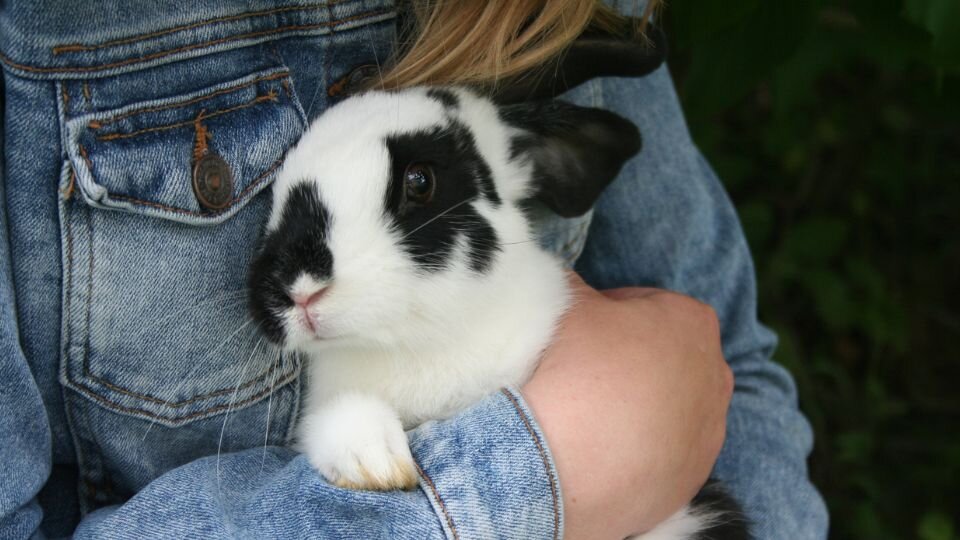 Zdjęcie przedstawiające królika przytulanego przez młodą kobietę