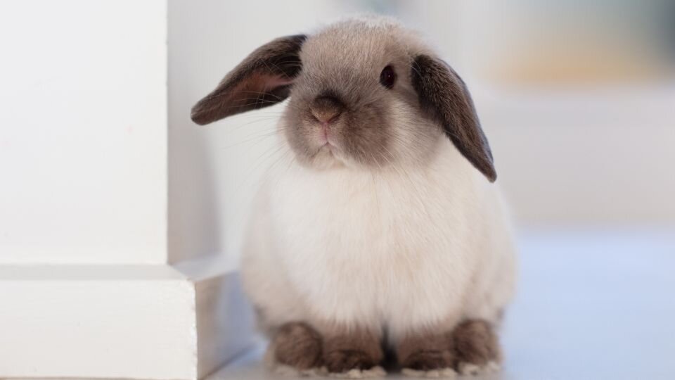 Zdjęcie przedstawiające małego królika baranka w domu
