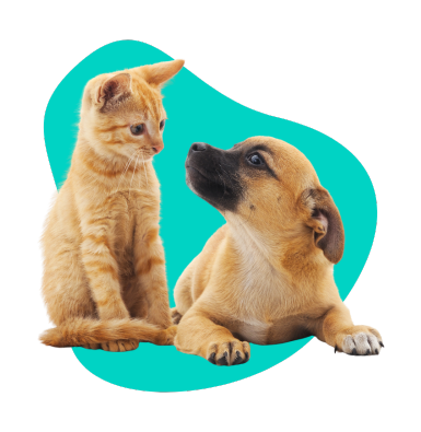 Pasożyty wewnętrzne u psów i kotów: dlaczego odrobaczanie jest kluczowe?