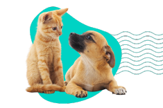 Pasożyty wewnętrzne u psów i kotów: dlaczego odrobaczanie jest kluczowe?