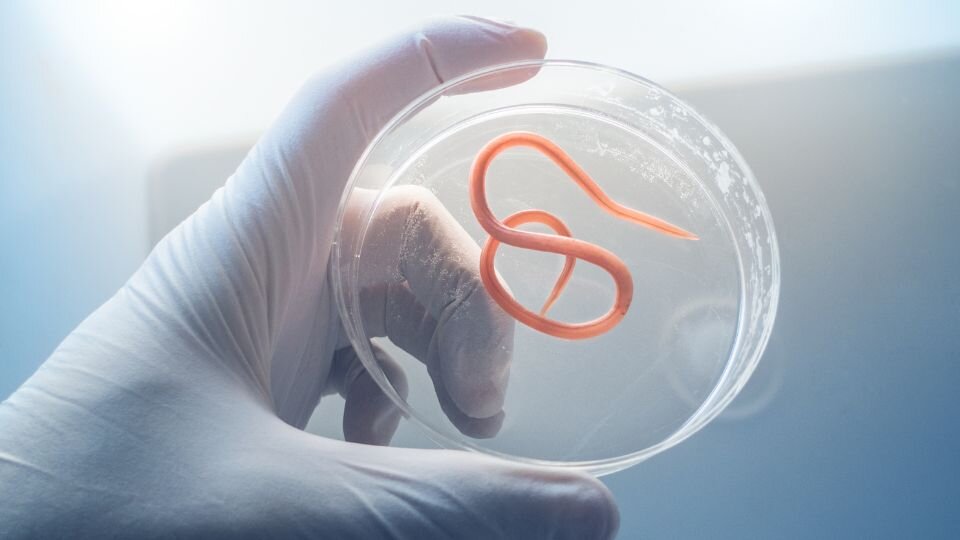 Zdjęcie przedstawia pasożyta wewnętrznego na probówce trzymanej przez lekarza w lateksowej rękawiczce