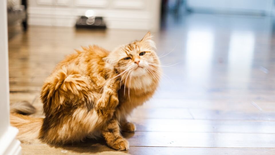 Zdjęcie przedstawia kota drapiącego się z powodu pasożytów