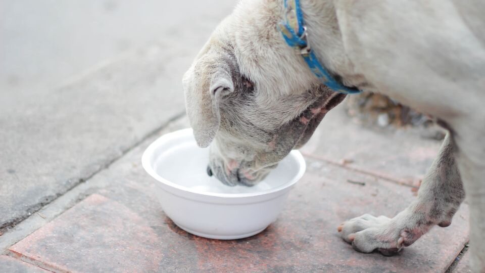 Zdjęcie przedstawia psa, który wącha wodę w misce, al nie chce jej pić.