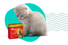 Co oznaczają białe robaki u kota i psa?