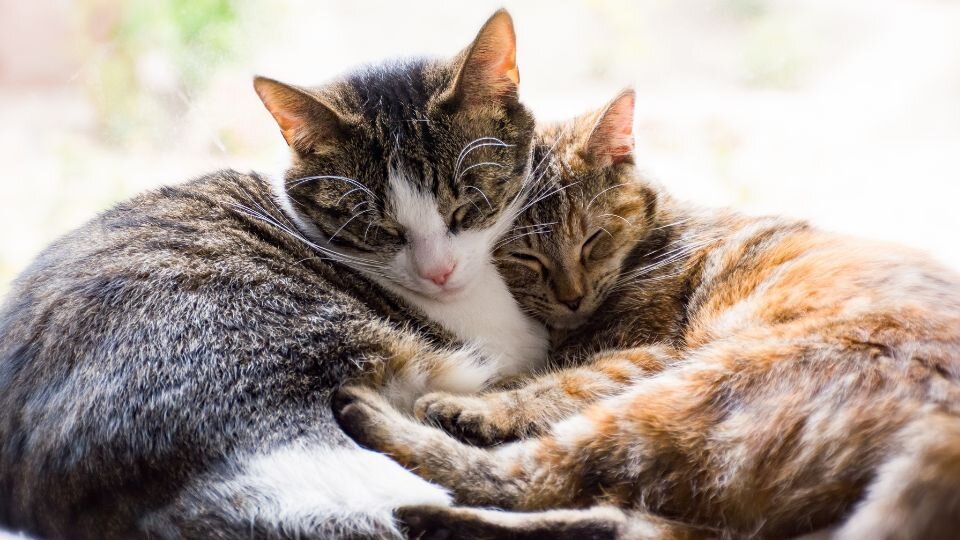 Zdjęcie przedstawia dwa przytulające się koty, uspokojone przez feromony dla kota.