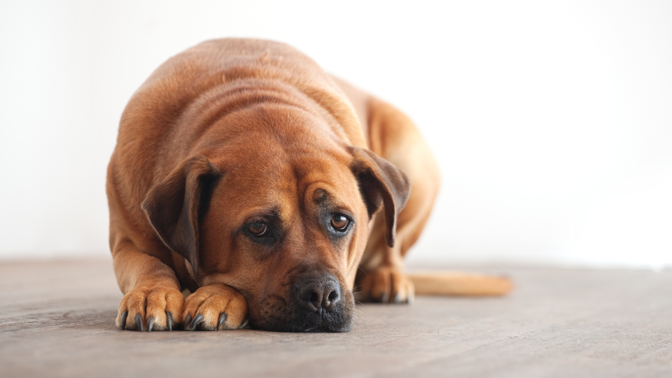 Pies leżący na podłodze