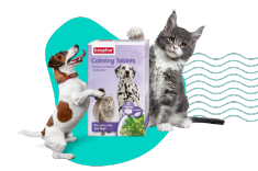 Dlaczego zwierzęta stresują się podczas Sylwestra i jak im pomóc? Nasi petsitterzy sprawdzają produkty