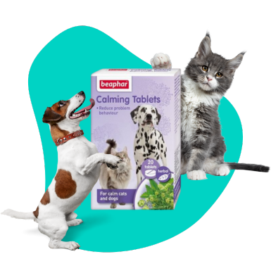 Dlaczego zwierzęta stresują się podczas Sylwestra i jak im pomóc? Nasi petsitterzy sprawdzają produkty