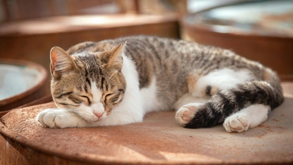 Zdjęcie przedstawia spokojnie śpiącego kota, uspokojonego dzięki feromonom dla kota