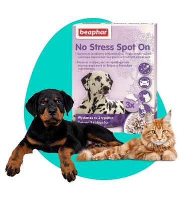Naturalne rozwiązania na stres u zwierząt podczas Sylwestra: Beaphar pomaga!