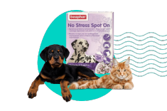 Naturalne rozwiązania na stres u zwierząt podczas Sylwestra: Beaphar pomaga!