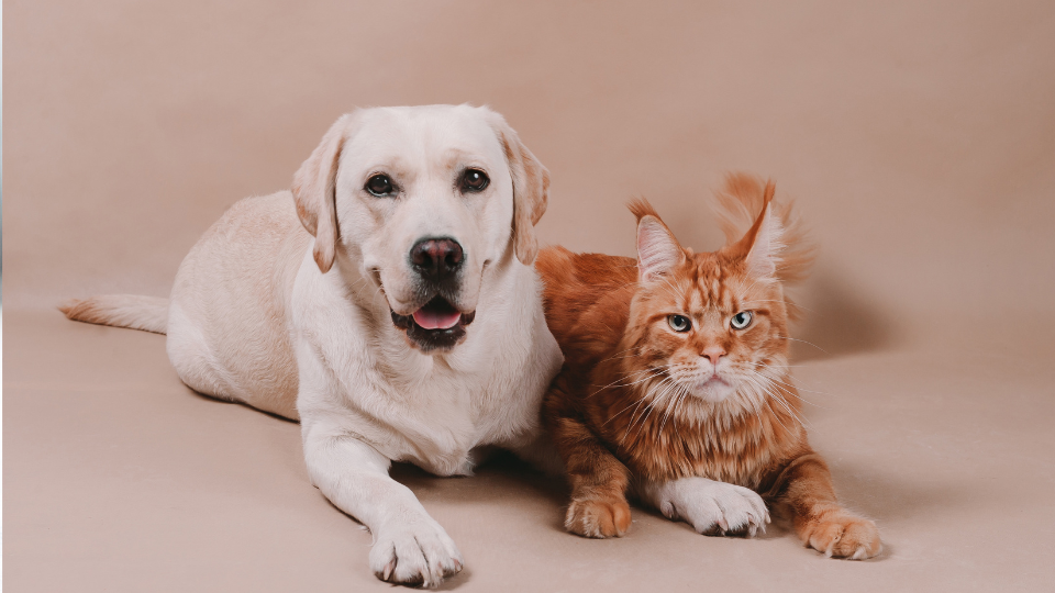 Pies i kot leżący na podłodze 