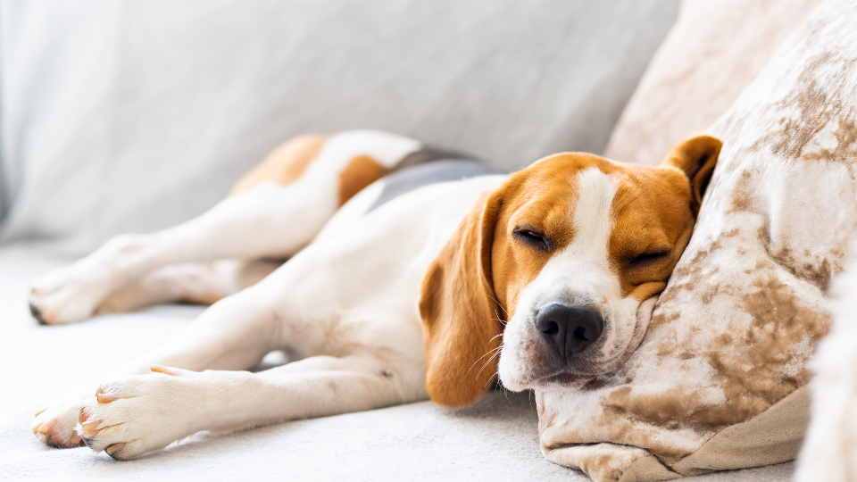 Pies śpiący na kanapie