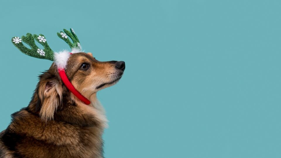 Zdjęcie przedstawia psa ze świąteczną ozdobą na głowie.