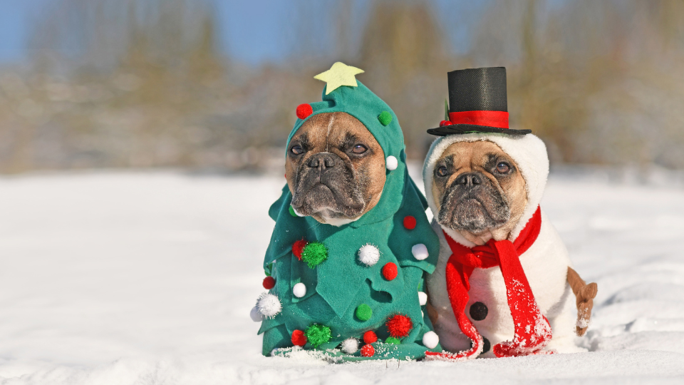Psy w świątecznych strojach odpoczywające w śniegu