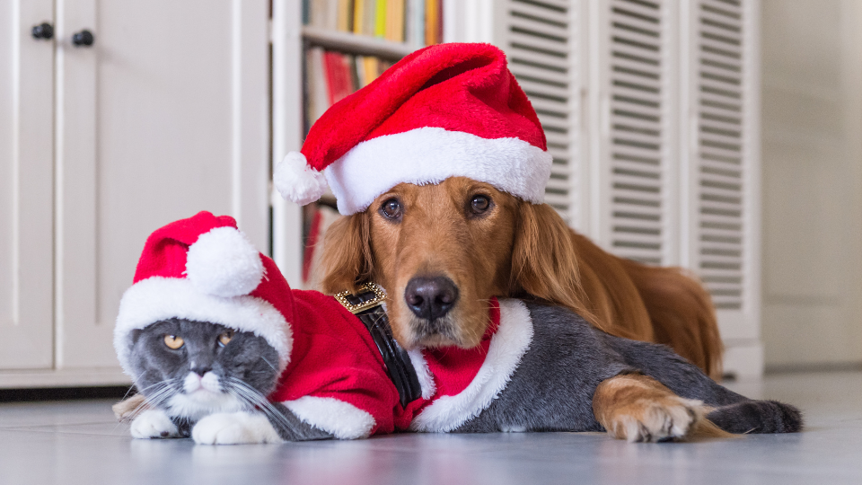 Pies i kot w świątecznych strojach