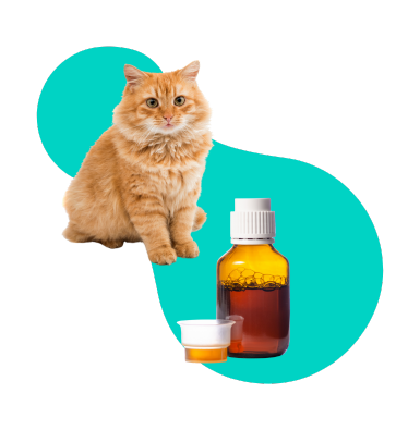 Gabapentyna dla kota: w Sylwestra, w podróży, u lekarza