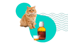 Gabapentyna dla kota: w Sylwestra, w podróży, u lekarza