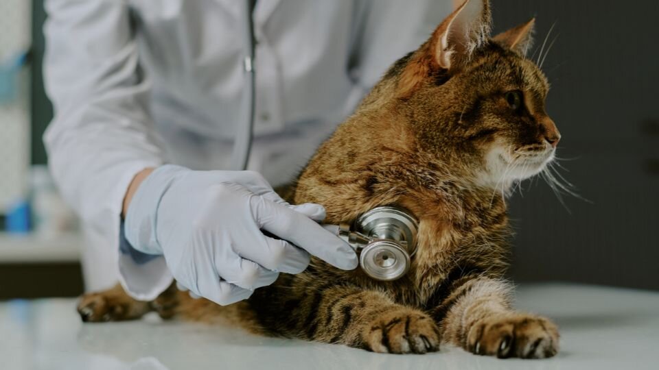 Zdjęcie przedstawia kota po podaniu gabapentyny, podczas wizyty u lekarza weterynarii