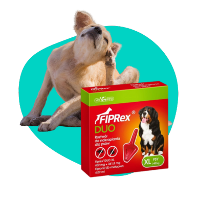 Pchły u psa: po czym je rozpoznać i jak się ich pozbyć?