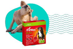 Pchły u psa: po czym je rozpoznać i jak się ich pozbyć?