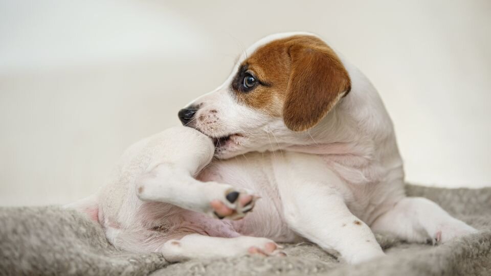 Zdjęcie przedstawia psa, który gryzie łapę z powodu inwazji pcheł