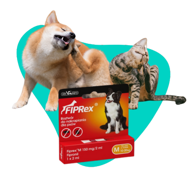 Kleszcze zimą: mit czy prawdziwe zagrożenie dla Twojego psa i kota?