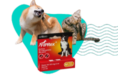 Kleszcze zimą: mit czy prawdziwe zagrożenie dla Twojego psa i kota?