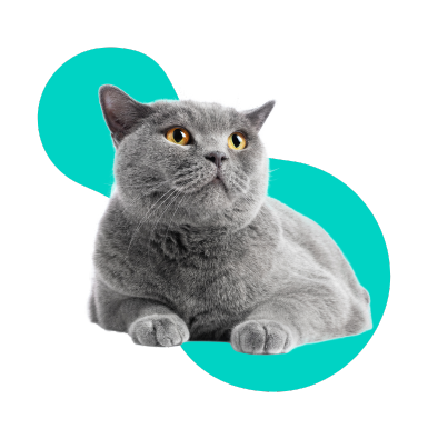 Miauczenie kota: co oznacza i jak je interpretować?